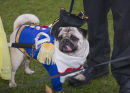 Captain Pug Wash